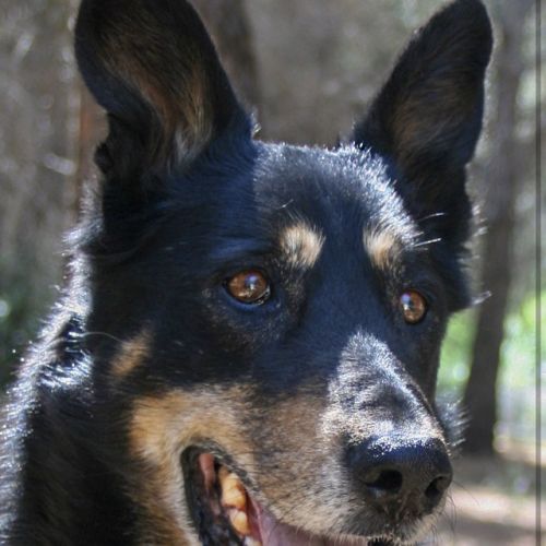 #FR210245 - Chien Perdu