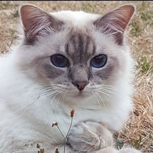 #FR210247 - Chat Perdu #FR210247 - Chat Perdu