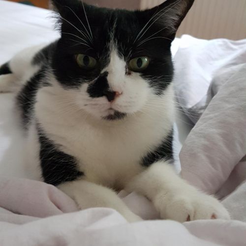 #FR210253 - Chat Perdu #FR210253 - Chat Perdu
