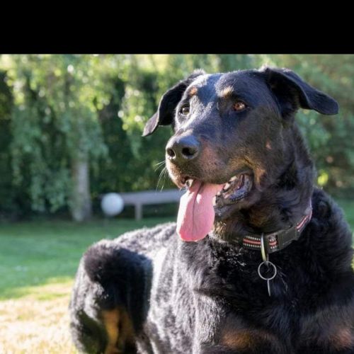 #FR210274 - Chien Perdu #FR210274 - Chien Perdu