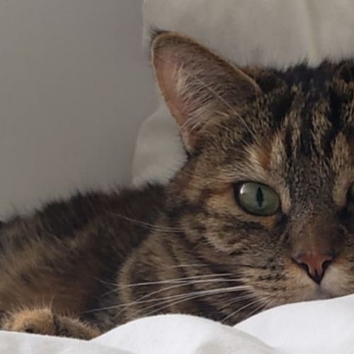 #FR210275 - Chat Perdu #FR210275 - Chat Perdu