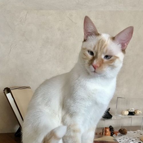 #FR210276 - Chat Perdu #FR210276 - Chat Perdu