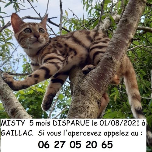 #FR210288 - Chat Perdu #FR210288 - Chat Perdu