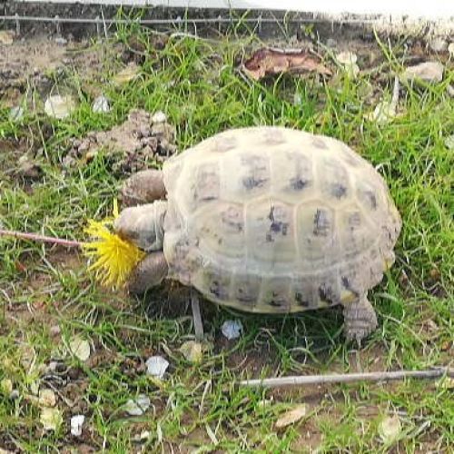 #FR210289 - Tortue Perdue