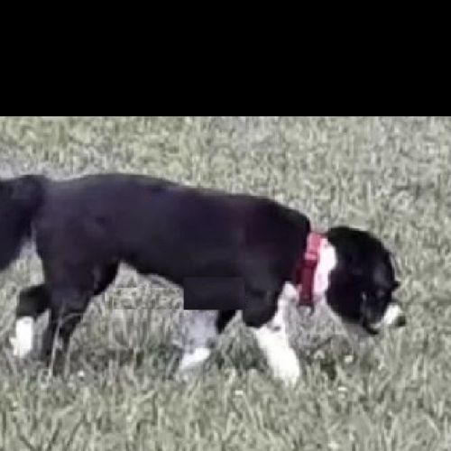 #FR210029 - Chien Perdu