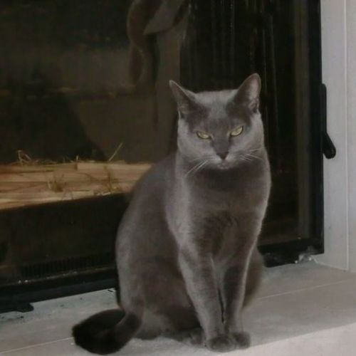 #FR210290 - Chat Perdu #FR210290 - Chat Perdu
