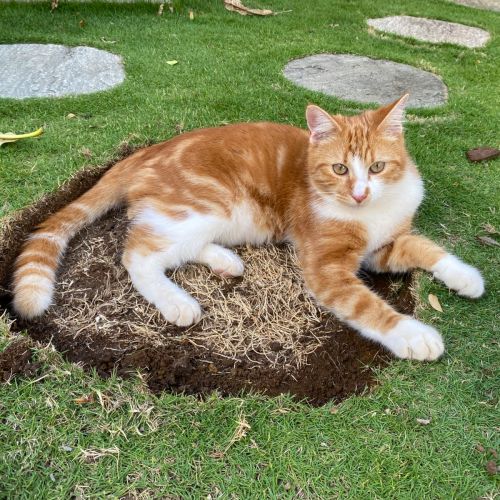 #FR210291 - Chat Perdu #FR210291 - Chat Perdu