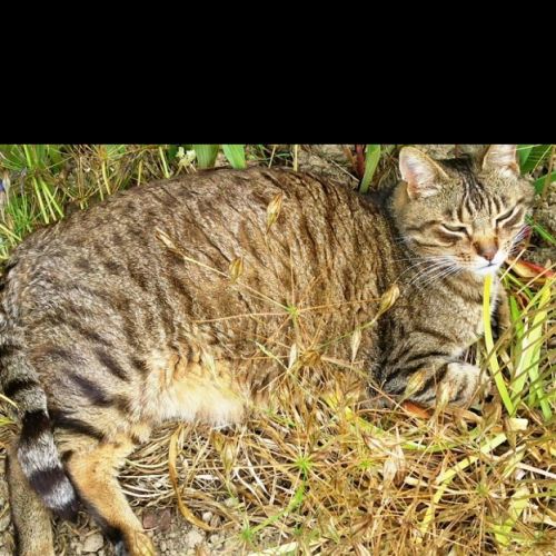 #FR210295 - Chat Perdu #FR210295 - Chat Perdu