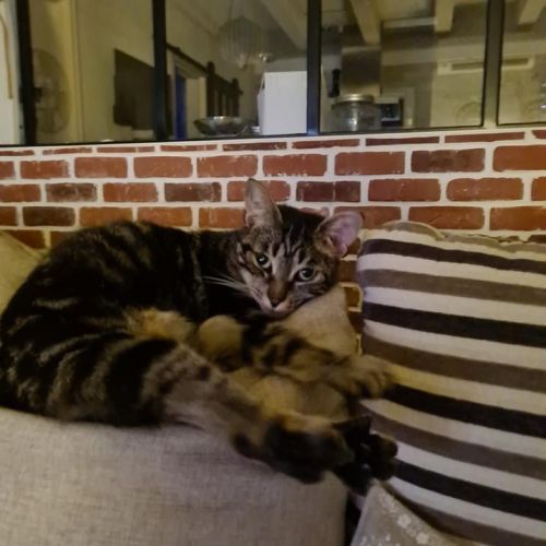 #FR210299 - Chat Perdu #FR210299 - Chat Perdu