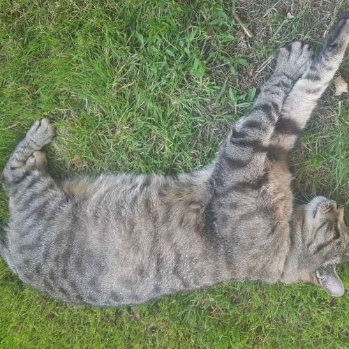 #FR210302 - Chat Perdu