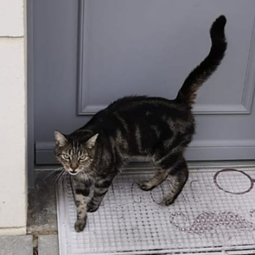 #FR210303 - Chat Perdu #FR210303 - Chat Perdu