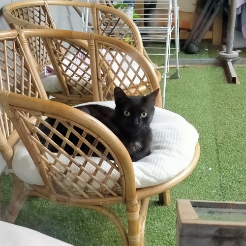 #FR210311 - Chat Perdu #FR210311 - Chat Perdu