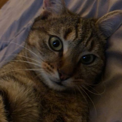 #FR210315 - Chat Perdu #FR210315 - Chat Perdu