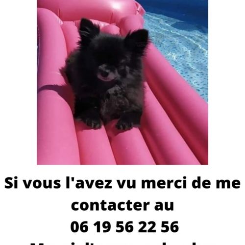 #FR210316 - Chien Perdu