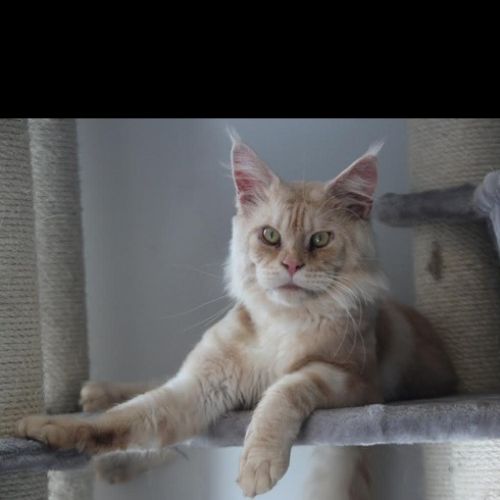 #FR210317 - Chat Perdu #FR210317 - Chat Perdu