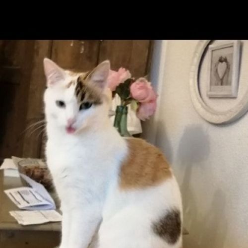 #FR210331 - Chat Perdu #FR210331 - Chat Perdu