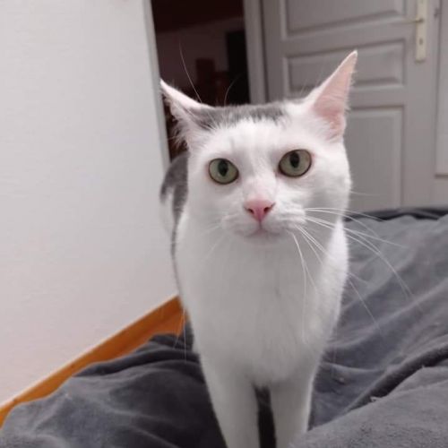 #FR210333 - Chat Perdu #FR210333 - Chat Perdu