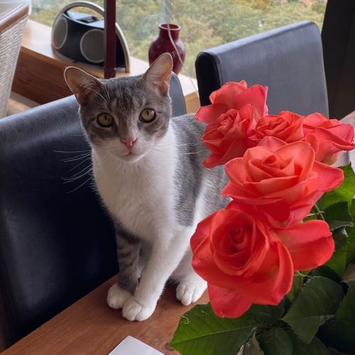 #FR210335 - Chat Perdu