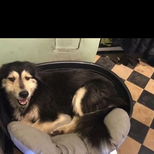 #FR210034 - Chien Perdu