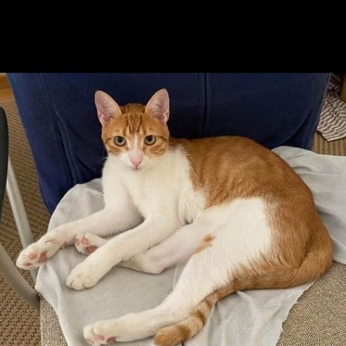 #FR210346 - Chat Perdu #FR210346 - Chat Perdu
