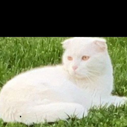 #FR210356 - Chat Perdu #FR210356 - Chat Perdu