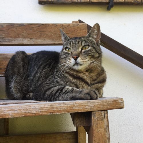 #FR210036 - Chat Perdu #FR210036 - Chat Perdu