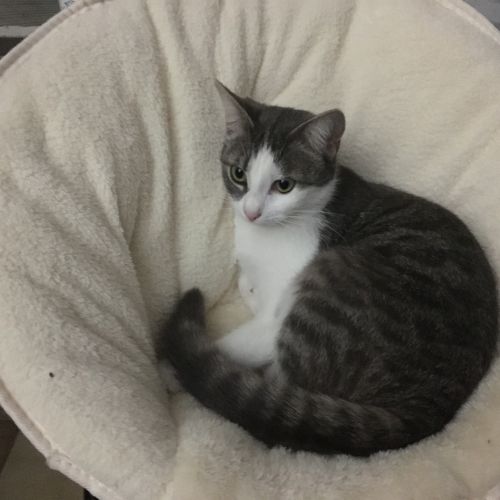 #FR210374 - Chat Perdu #FR210374 - Chat Perdu