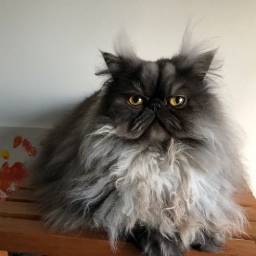 #FR210376 - Chat Perdu