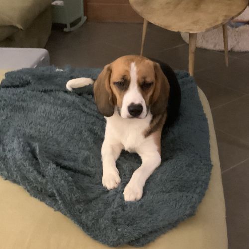 #FR210378 - Chien Perdu