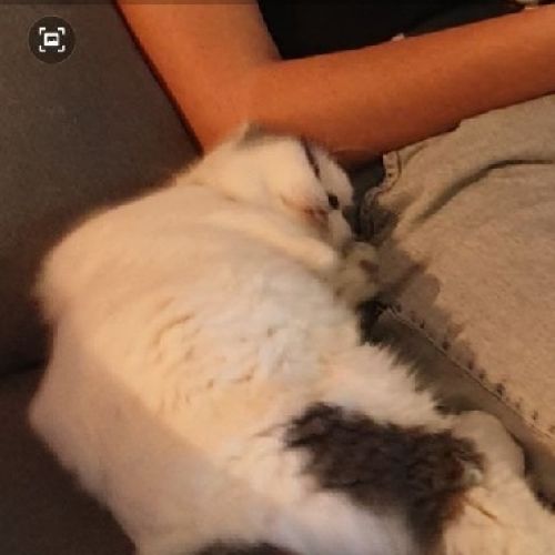#FR210382 - Chat Perdu #FR210382 - Chat Perdu