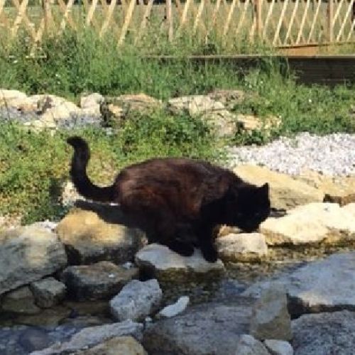 #FR210383 - Chat Perdu #FR210383 - Chat Perdu