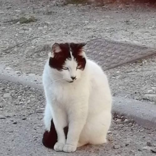 #FR210393 - Chat Perdu #FR210393 - Chat Perdu