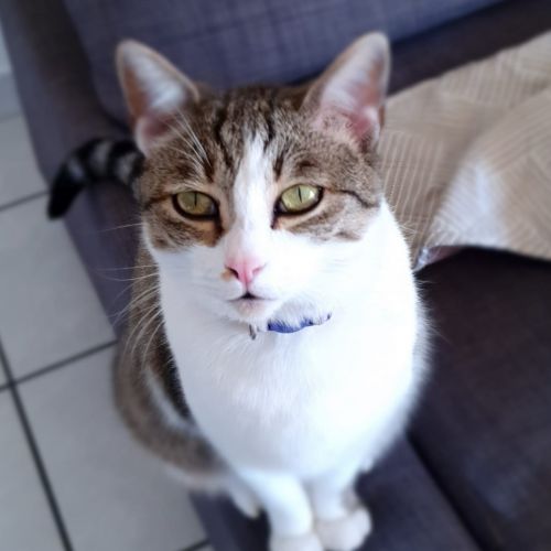 #FR210395 - Chat Perdu #FR210395 - Chat Perdu