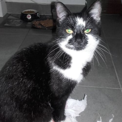 #FR210040 - Chat Perdu #FR210040 - Chat Perdu