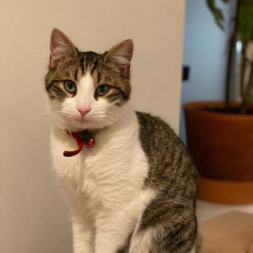 #FR210408 - Chat Perdu #FR210408 - Chat Perdu