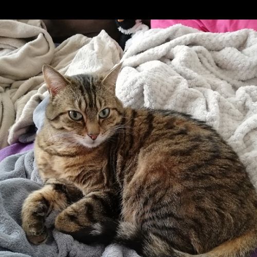 #FR210409 - Chat Perdu #FR210409 - Chat Perdu