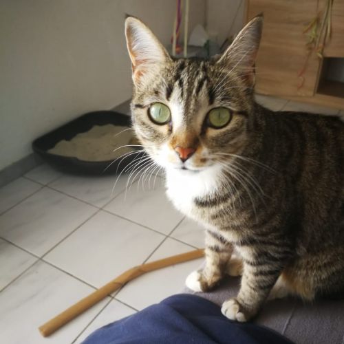 #FR210041 - Chat Perdu #FR210041 - Chat Perdu