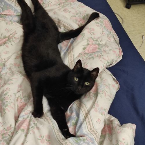 #FR210411 - Chat Perdu #FR210411 - Chat Perdu