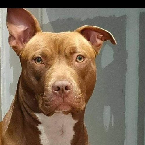 #FR210044 - Chien Perdu