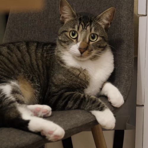 #FR210449 - Chat Perdu