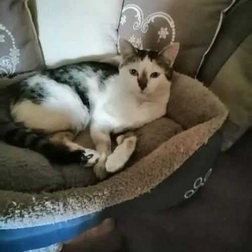 #FR210455 - Chat Perdu #FR210455 - Chat Perdu