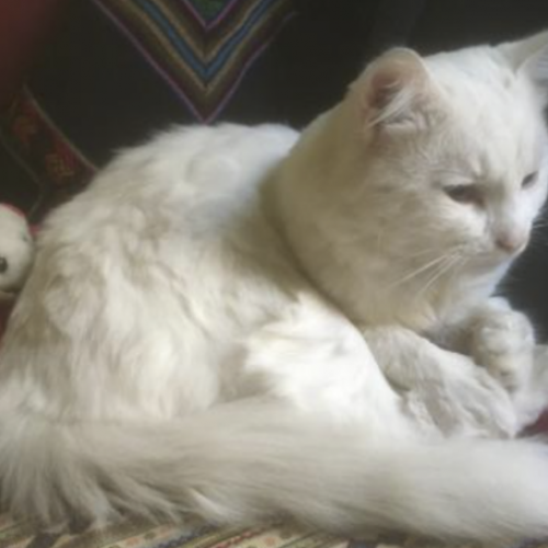 #FR210456 - Chat Perdu #FR210456 - Chat Perdu