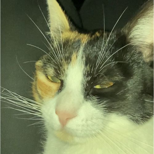 #FR210457 - Chat Perdu #FR210457 - Chat Perdu