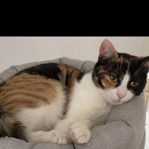 #FR210457 - Chat Perdu #FR210457 - Chat Perdu