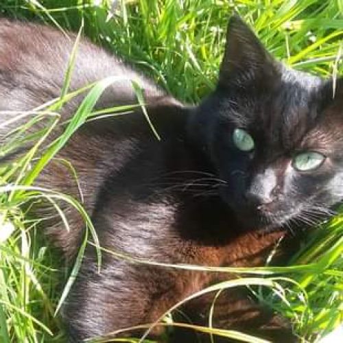 #FR210458 - Chat Perdu #FR210458 - Chat Perdu