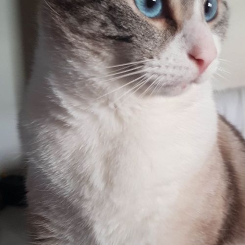 #FR210046 - Chat Perdu