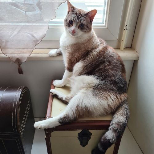 #FR210046 - Chat Perdu