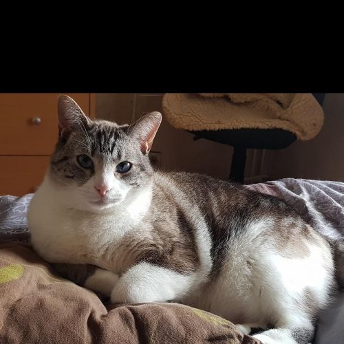 #FR210046 - Chat Perdu #FR210046 - Chat Perdu