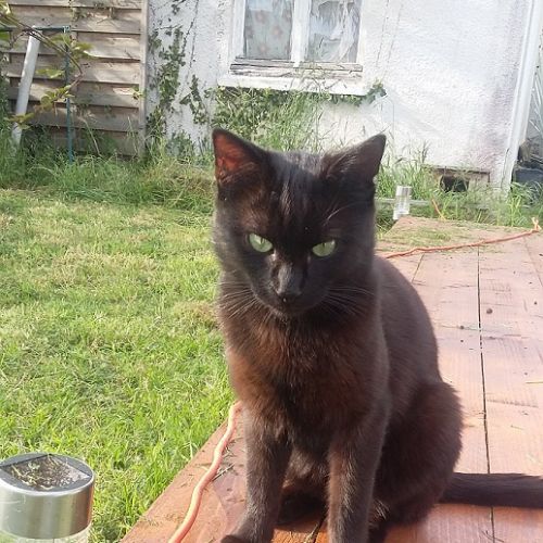 #FR210460 - Chat Perdu #FR210460 - Chat Perdu