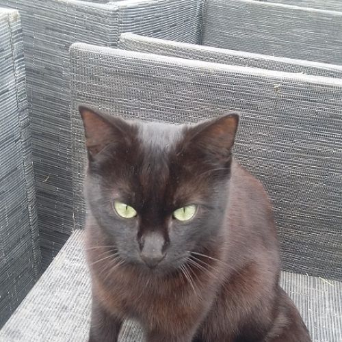 #FR210460 - Chat Perdu #FR210460 - Chat Perdu